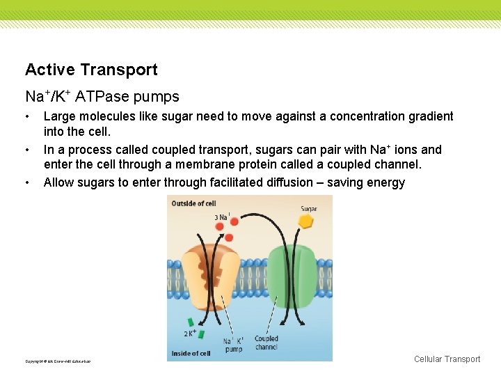 Active Transport Na+/K+ ATPase pumps • • • Large molecules like sugar need to