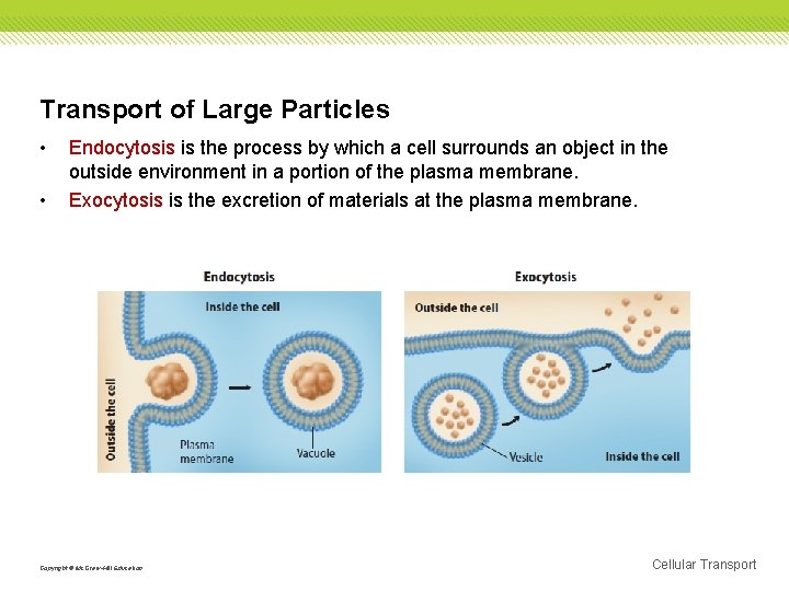 Transport of Large Particles • • Endocytosis is the process by which a cell