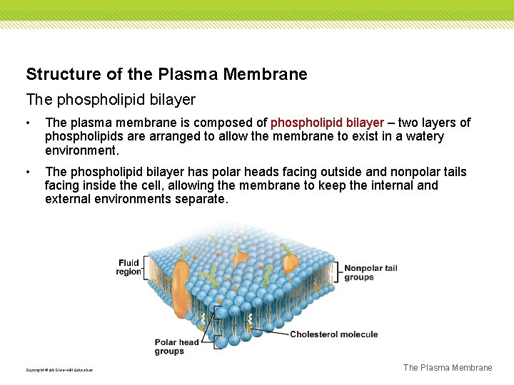 Structure of the Plasma Membrane The phospholipid bilayer • The plasma membrane is composed