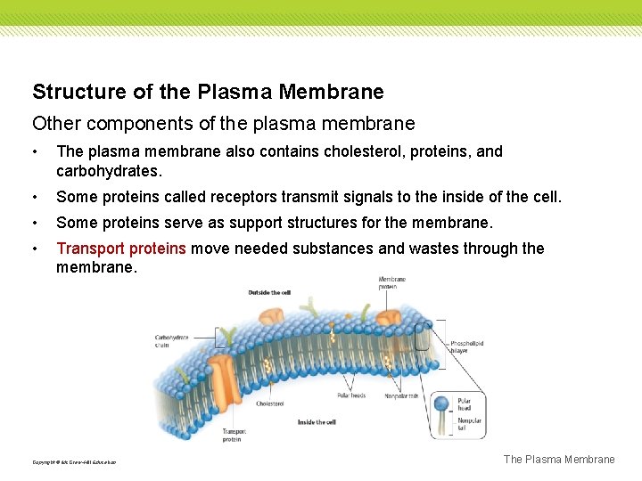 Structure of the Plasma Membrane Other components of the plasma membrane • The plasma