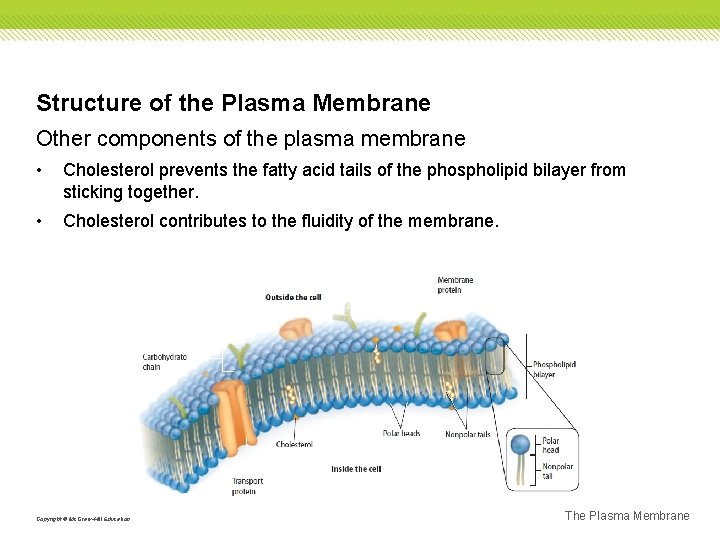 Structure of the Plasma Membrane Other components of the plasma membrane • Cholesterol prevents