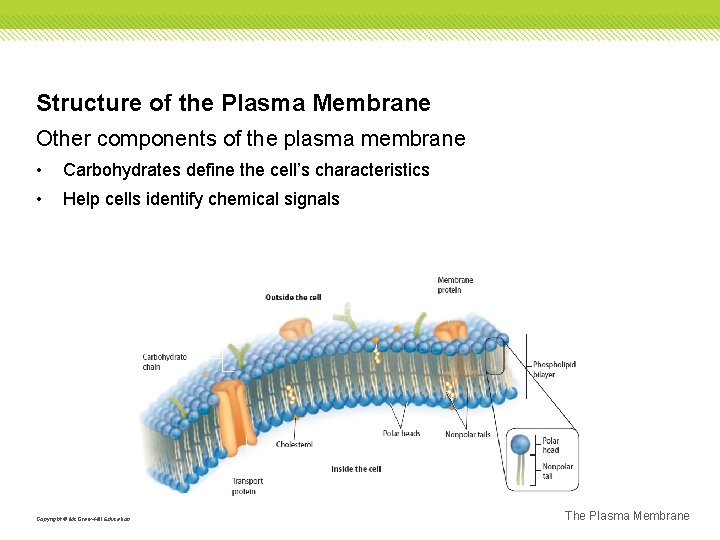 Structure of the Plasma Membrane Other components of the plasma membrane • Carbohydrates define