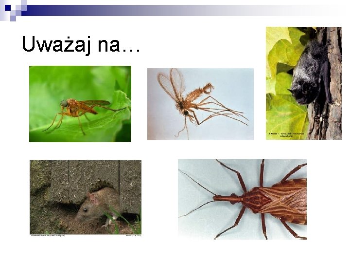 Uważaj na… 