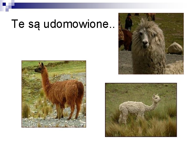 Te są udomowione. . 