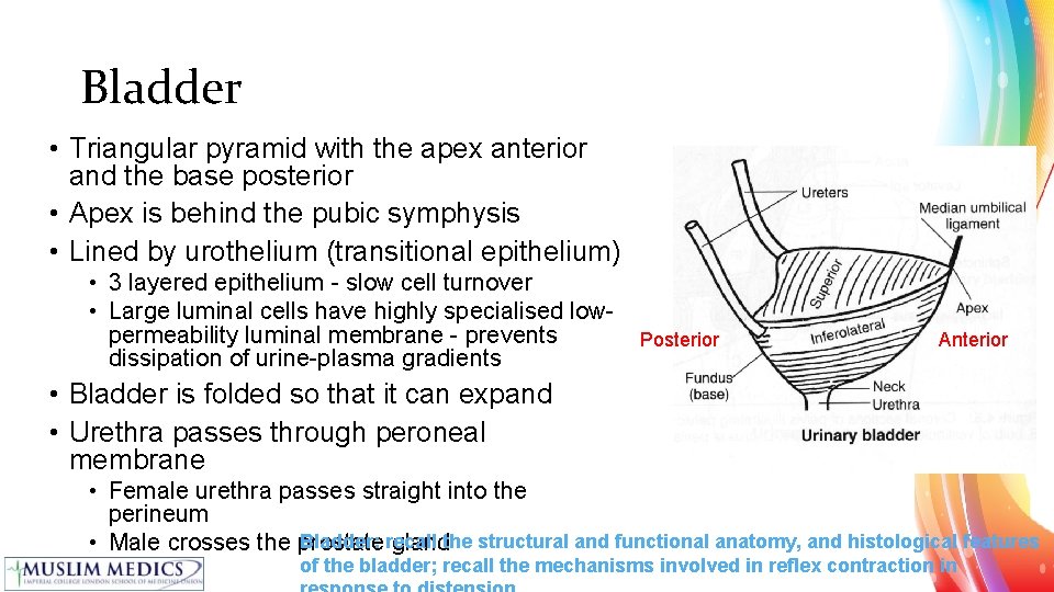 Bladder • Triangular pyramid with the apex anterior and the base posterior • Apex