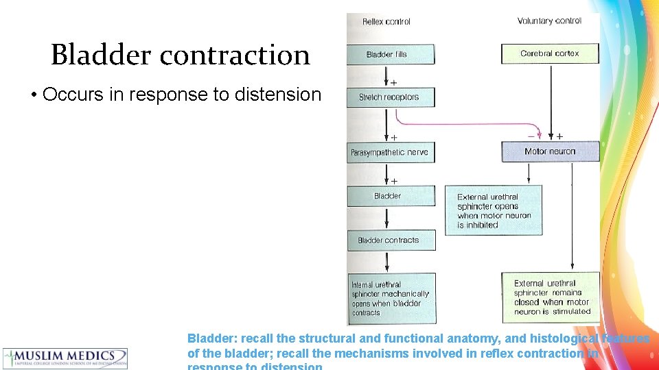 Bladder contraction • Occurs in response to distension Bladder: recall the structural and functional