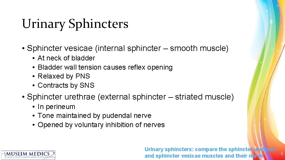 Urinary Sphincters • Sphincter vesicae (internal sphincter – smooth muscle) • • At neck