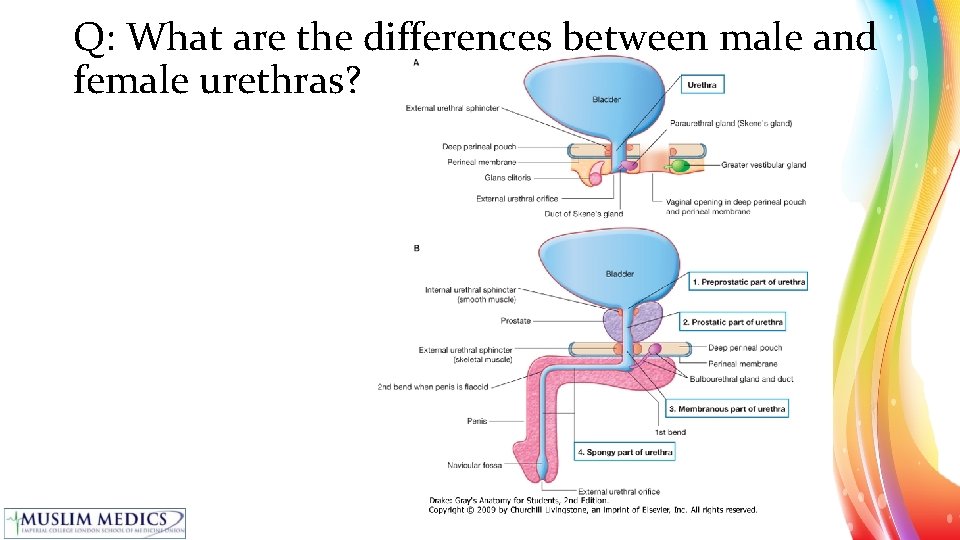 Q: What are the differences between male and female urethras? 