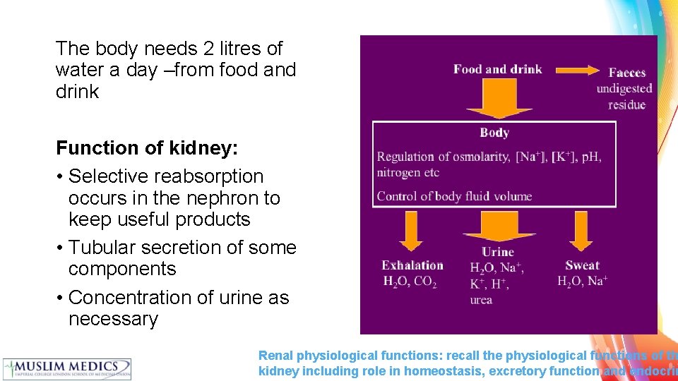 The body needs 2 litres of water a day –from food and drink Function