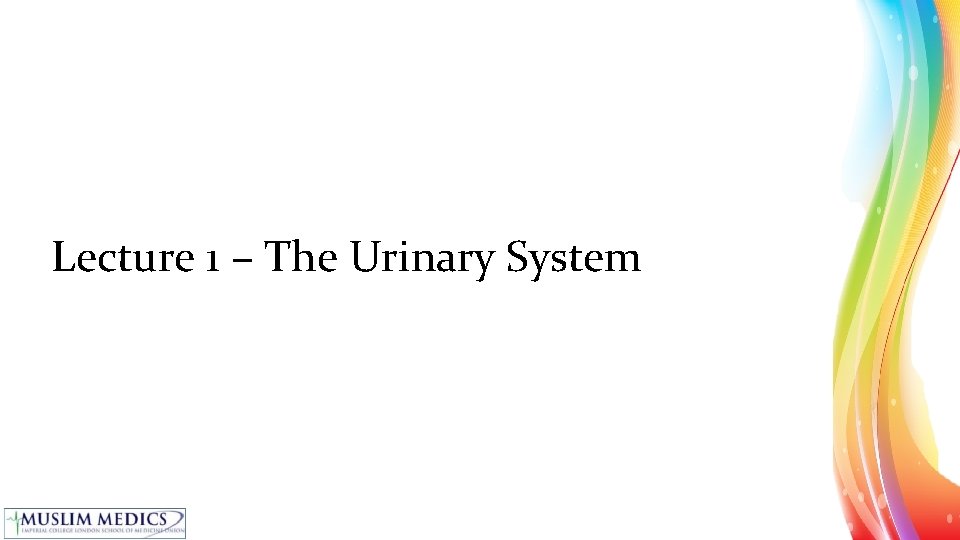 Lecture 1 – The Urinary System 