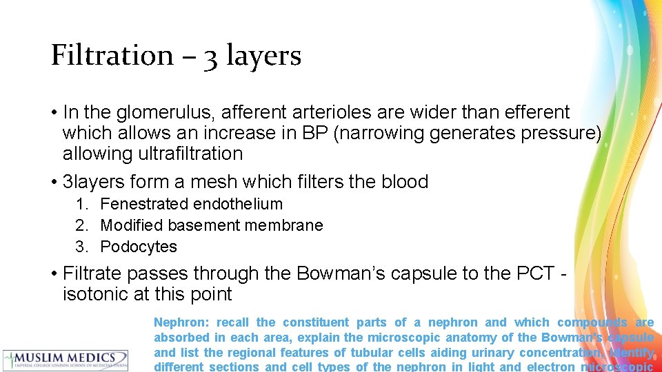 Filtration – 3 layers • In the glomerulus, afferent arterioles are wider than efferent