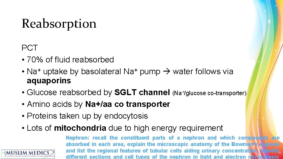 Reabsorption PCT • 70% of fluid reabsorbed • Na+ uptake by basolateral Na+ pump
