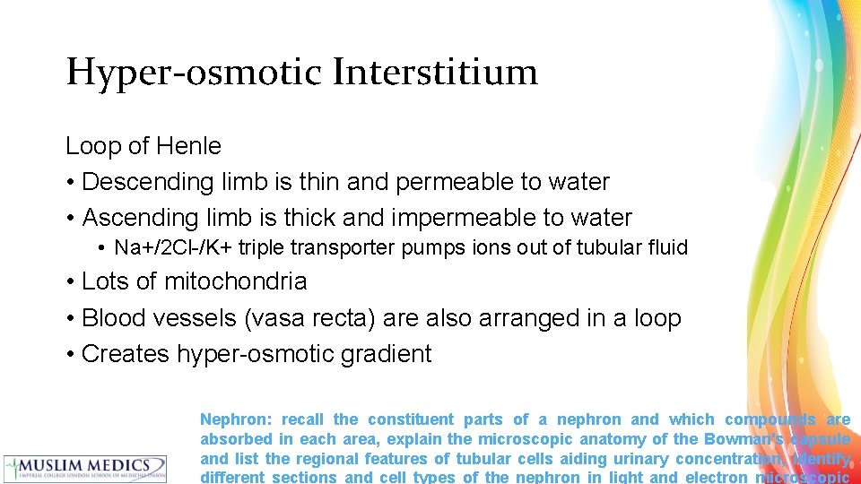 Hyper-osmotic Interstitium Loop of Henle • Descending limb is thin and permeable to water