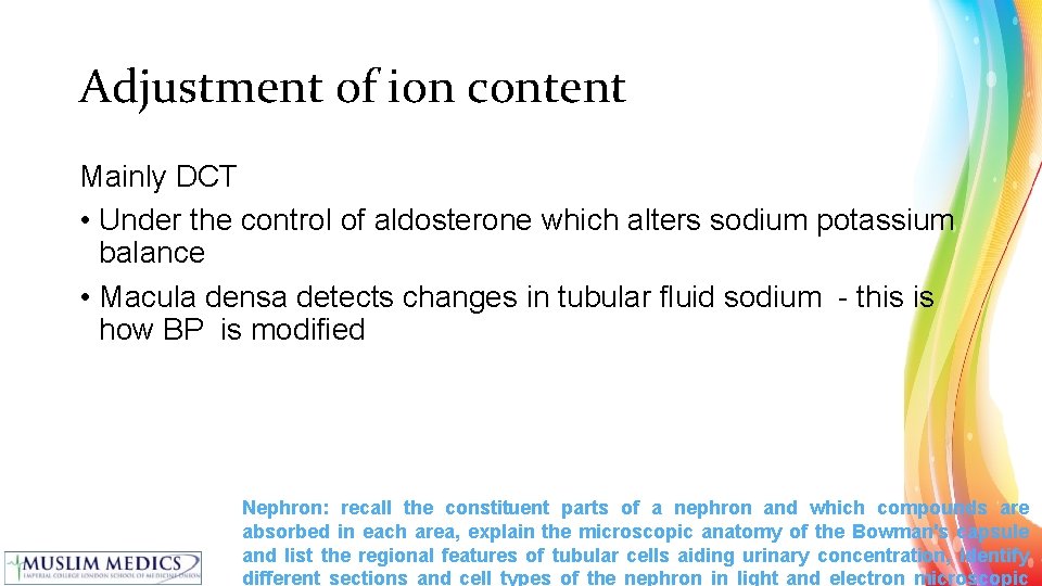 Adjustment of ion content Mainly DCT • Under the control of aldosterone which alters