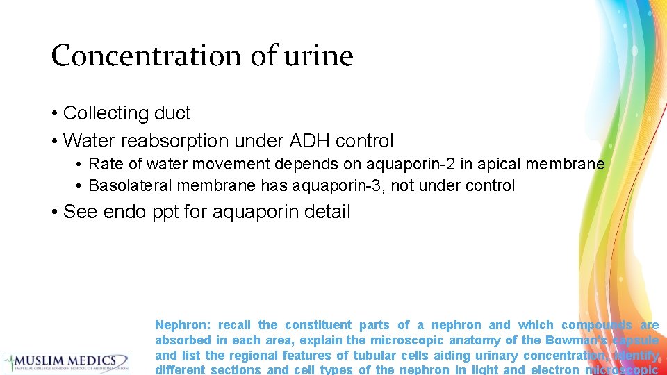 Concentration of urine • Collecting duct • Water reabsorption under ADH control • Rate