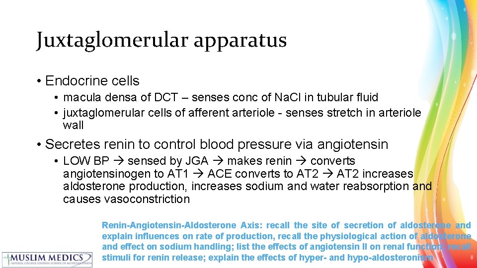 Juxtaglomerular apparatus • Endocrine cells • macula densa of DCT – senses conc of