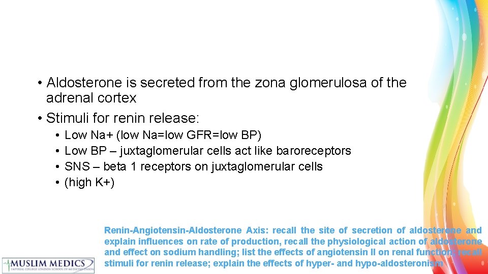  • Aldosterone is secreted from the zona glomerulosa of the adrenal cortex •