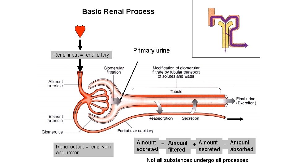 Basic Renal Process Renal input = renal artery Renal output = renal vein and