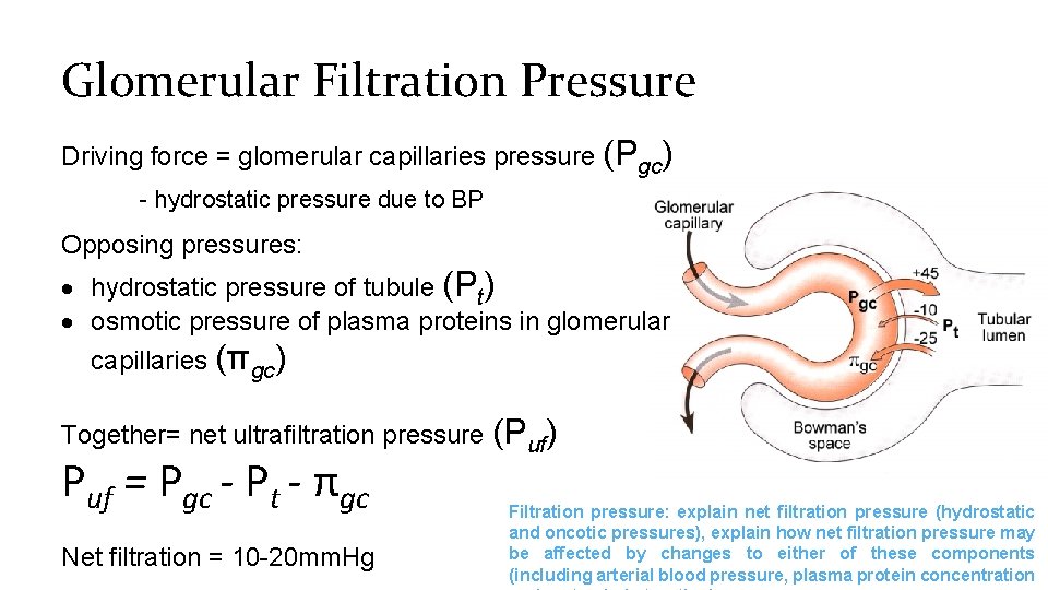 Glomerular Filtration Pressure Driving force = glomerular capillaries pressure (Pgc) - hydrostatic pressure due