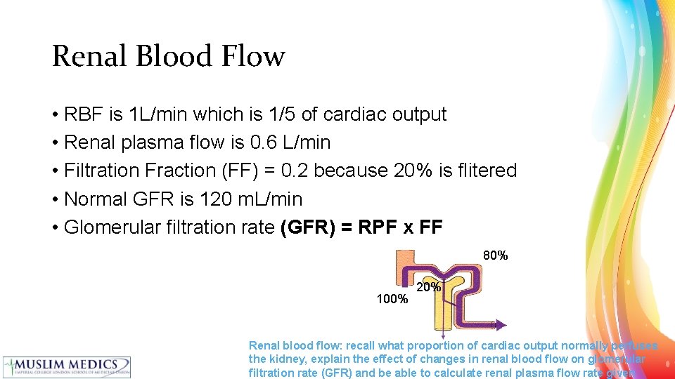 Renal Blood Flow • RBF is 1 L/min which is 1/5 of cardiac output