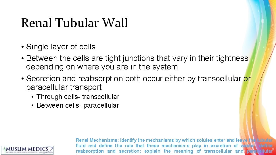 Renal Tubular Wall • Single layer of cells • Between the cells are tight