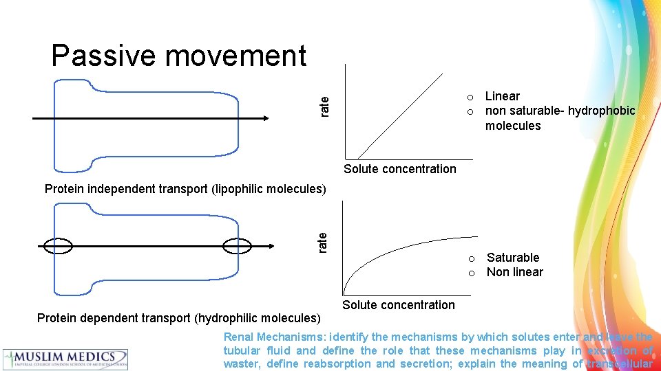 Passive movement rate o Linear o non saturable- hydrophobic molecules Solute concentration rate Protein