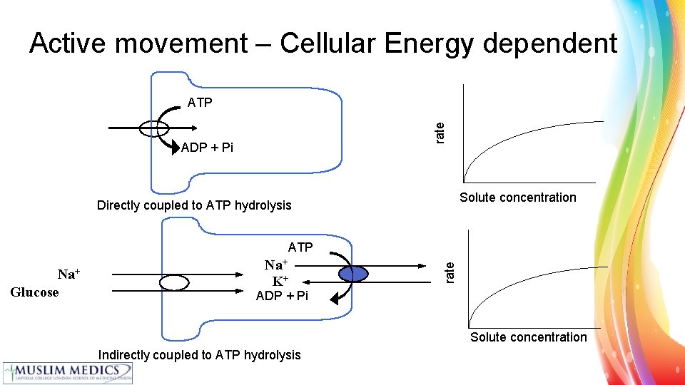 Active movement – Cellular Energy dependent rate ATP ADP + Pi Solute concentration Directly