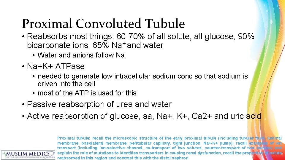 Proximal Convoluted Tubule • Reabsorbs most things: 60 -70% of all solute, all glucose,