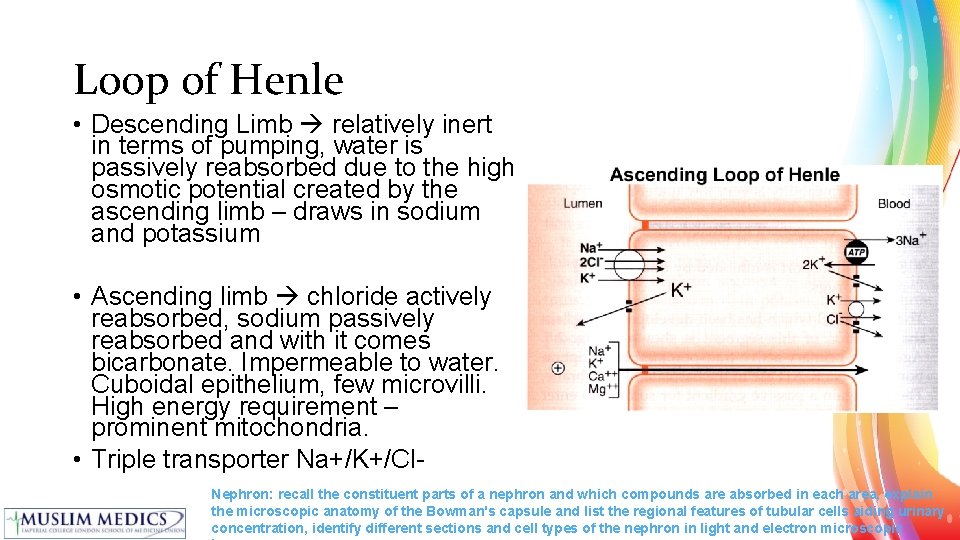 Loop of Henle • Descending Limb relatively inert in terms of pumping, water is