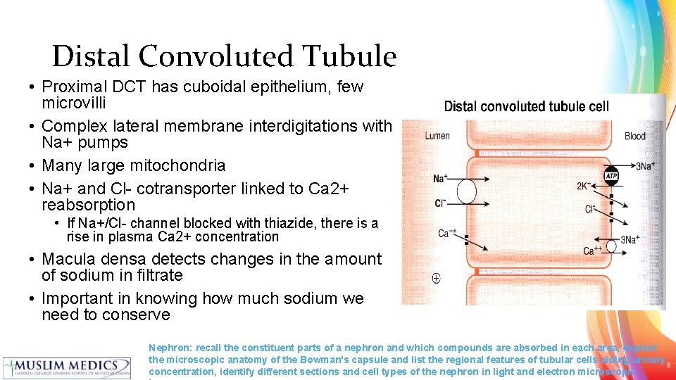 Distal Convoluted Tubule • Proximal DCT has cuboidal epithelium, few microvilli • Complex lateral