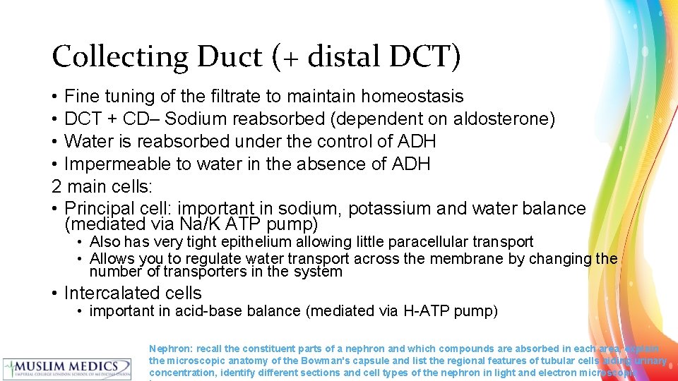 Collecting Duct (+ distal DCT) • Fine tuning of the filtrate to maintain homeostasis