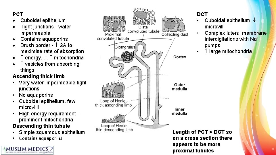 PCT Cuboidal epithelium Tight junctions - water impermeable Contains aquaporins Brush border - SA