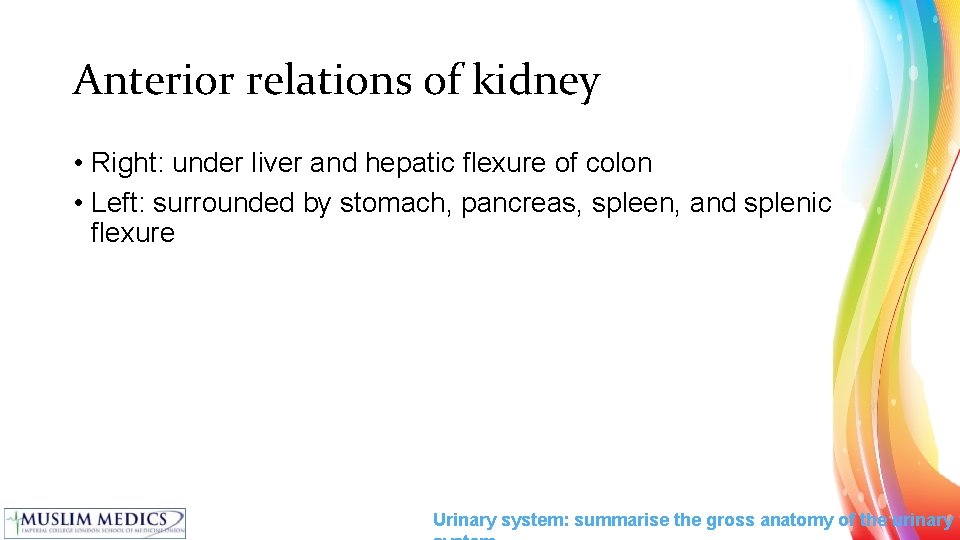 Anterior relations of kidney • Right: under liver and hepatic flexure of colon •