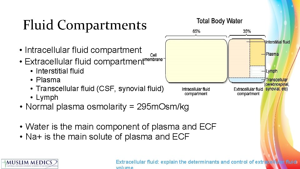 Fluid Compartments • Intracellular fluid compartment • Extracellular fluid compartment • • Interstitial fluid