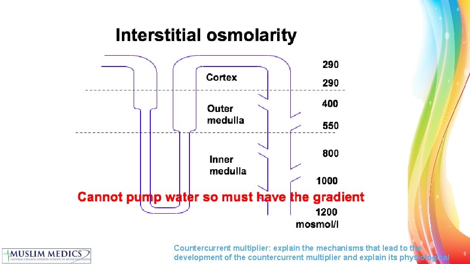 Countercurrent multiplier: explain the mechanisms that lead to the development of the countercurrent multiplier