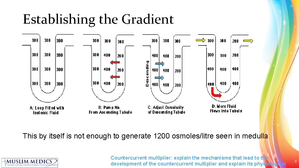 Establishing the Gradient This by itself is not enough to generate 1200 osmoles/litre seen