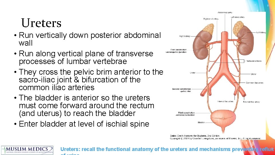 Ureters • Run vertically down posterior abdominal wall • Run along vertical plane of