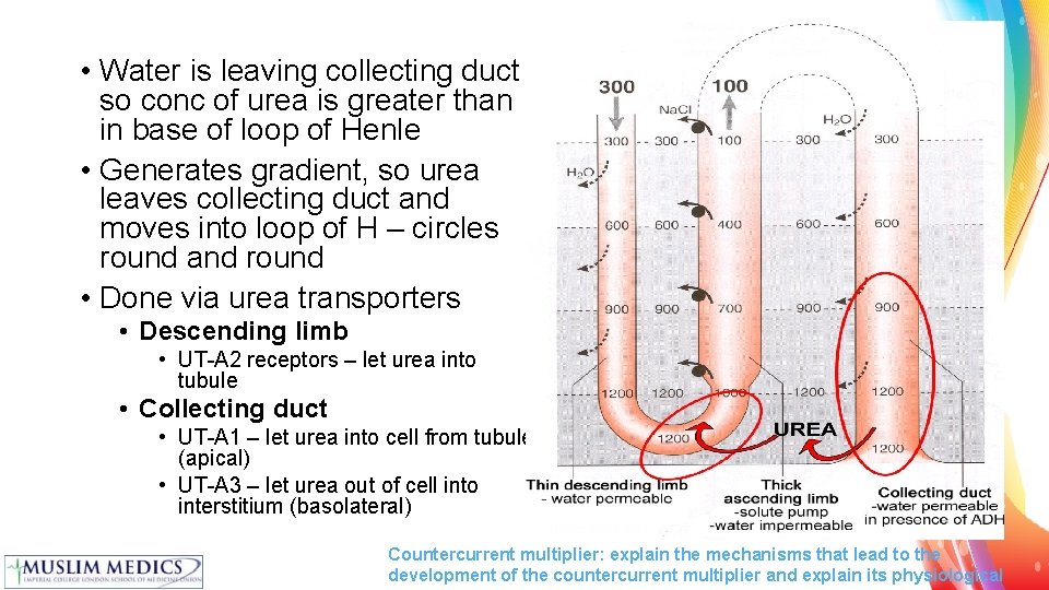  • Water is leaving collecting duct so conc of urea is greater than
