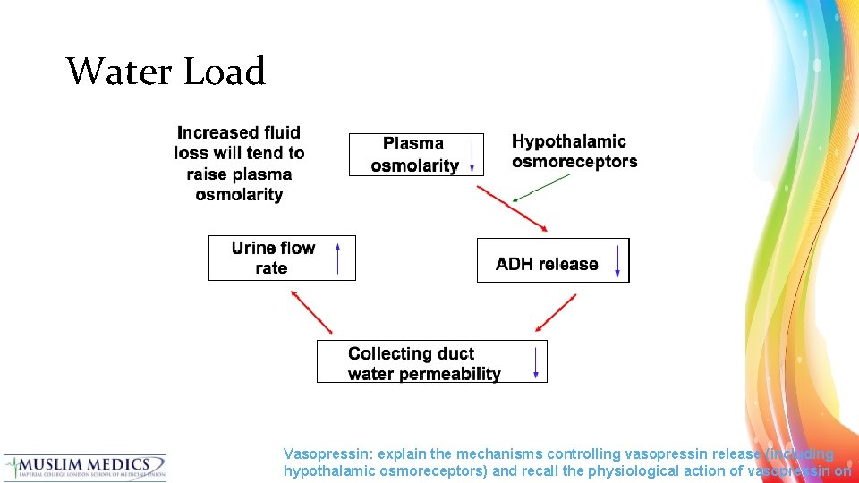 Water Load Vasopressin: explain the mechanisms controlling vasopressin release (including hypothalamic osmoreceptors) and recall
