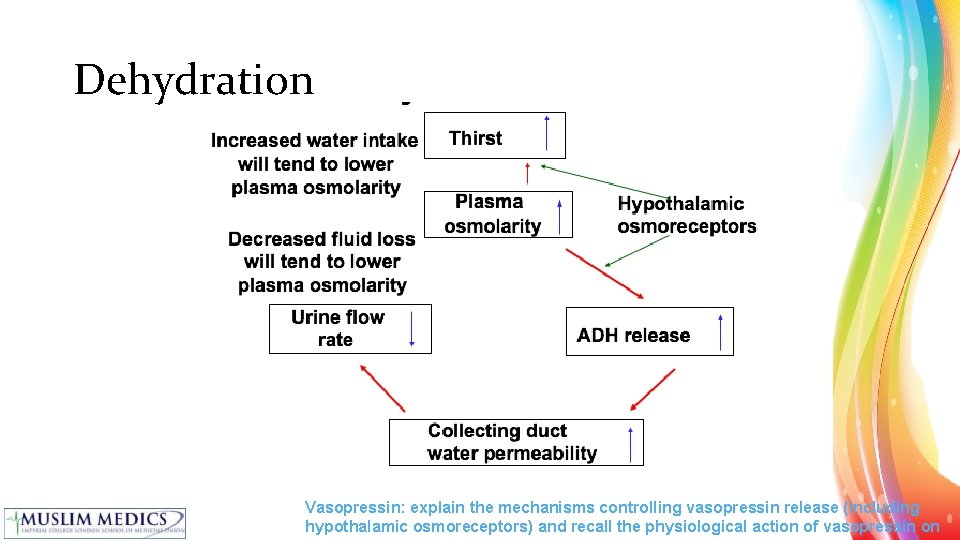 Dehydration Vasopressin: explain the mechanisms controlling vasopressin release (including hypothalamic osmoreceptors) and recall the