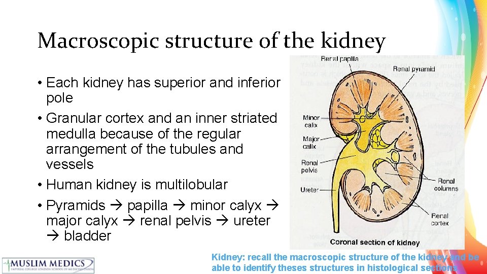 Macroscopic structure of the kidney • Each kidney has superior and inferior pole •