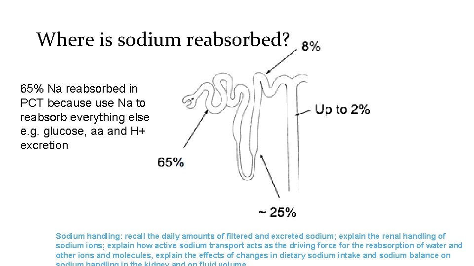 Where is sodium reabsorbed? 65% Na reabsorbed in PCT because Na to reabsorb everything