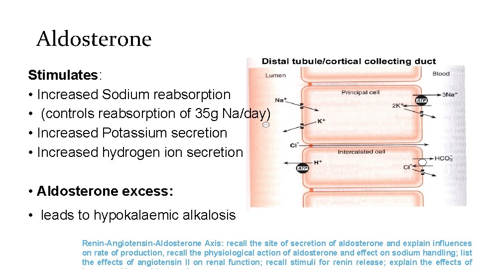 Aldosterone Stimulates: • Increased Sodium reabsorption • (controls reabsorption of 35 g Na/day) •
