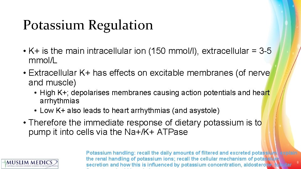 Potassium Regulation • K+ is the main intracellular ion (150 mmol/l), extracellular = 3
