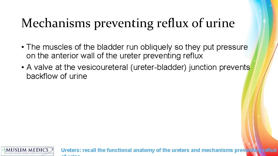 Mechanisms preventing reflux of urine • The muscles of the bladder run obliquely so