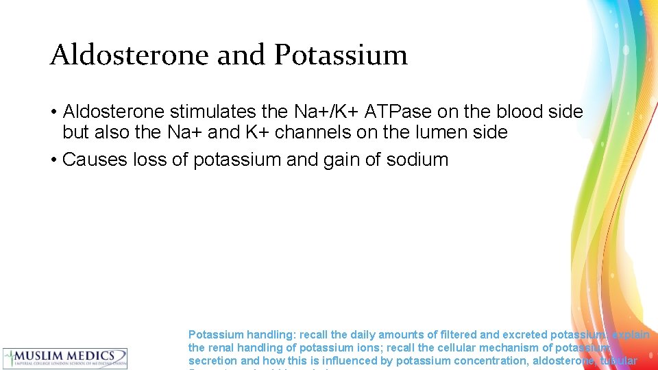Aldosterone and Potassium • Aldosterone stimulates the Na+/K+ ATPase on the blood side but