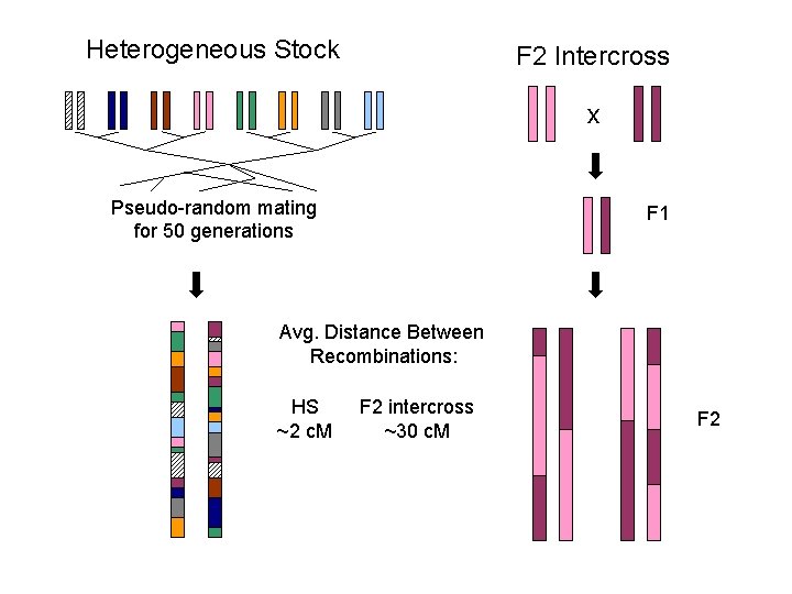 Heterogeneous Stock F 2 Intercross x Pseudo-random mating for 50 generations F 1 Avg.