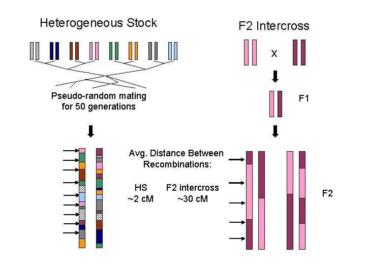 Heterogeneous Stock F 2 Intercross x Pseudo-random mating for 50 generations F 1 Avg.