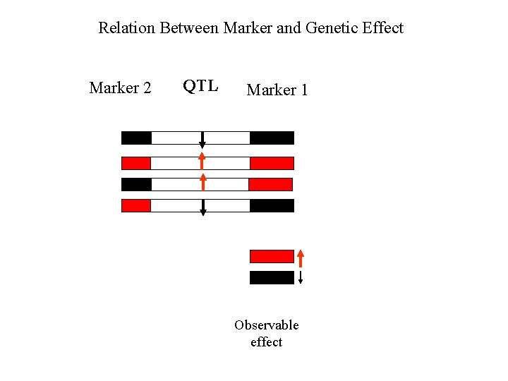 Relation Between Marker and Genetic Effect Marker 2 QTL Marker 1 Observable effect 