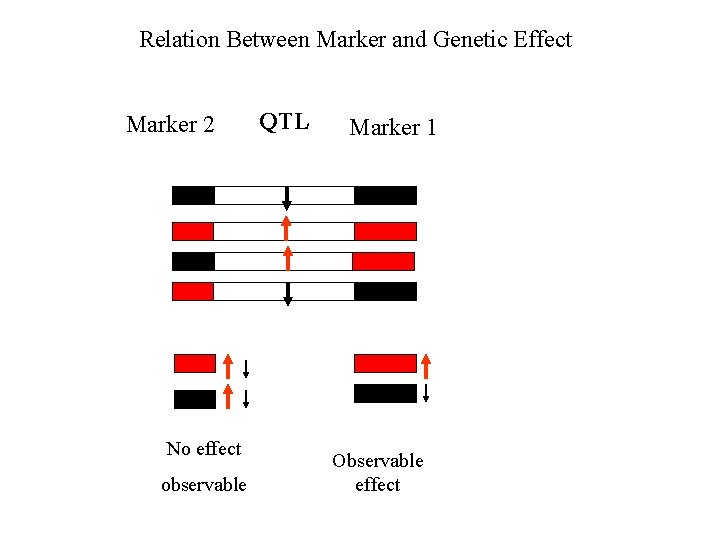 Relation Between Marker and Genetic Effect Marker 2 No effect observable QTL Marker 1